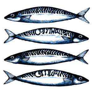 Cornwall Mackerel